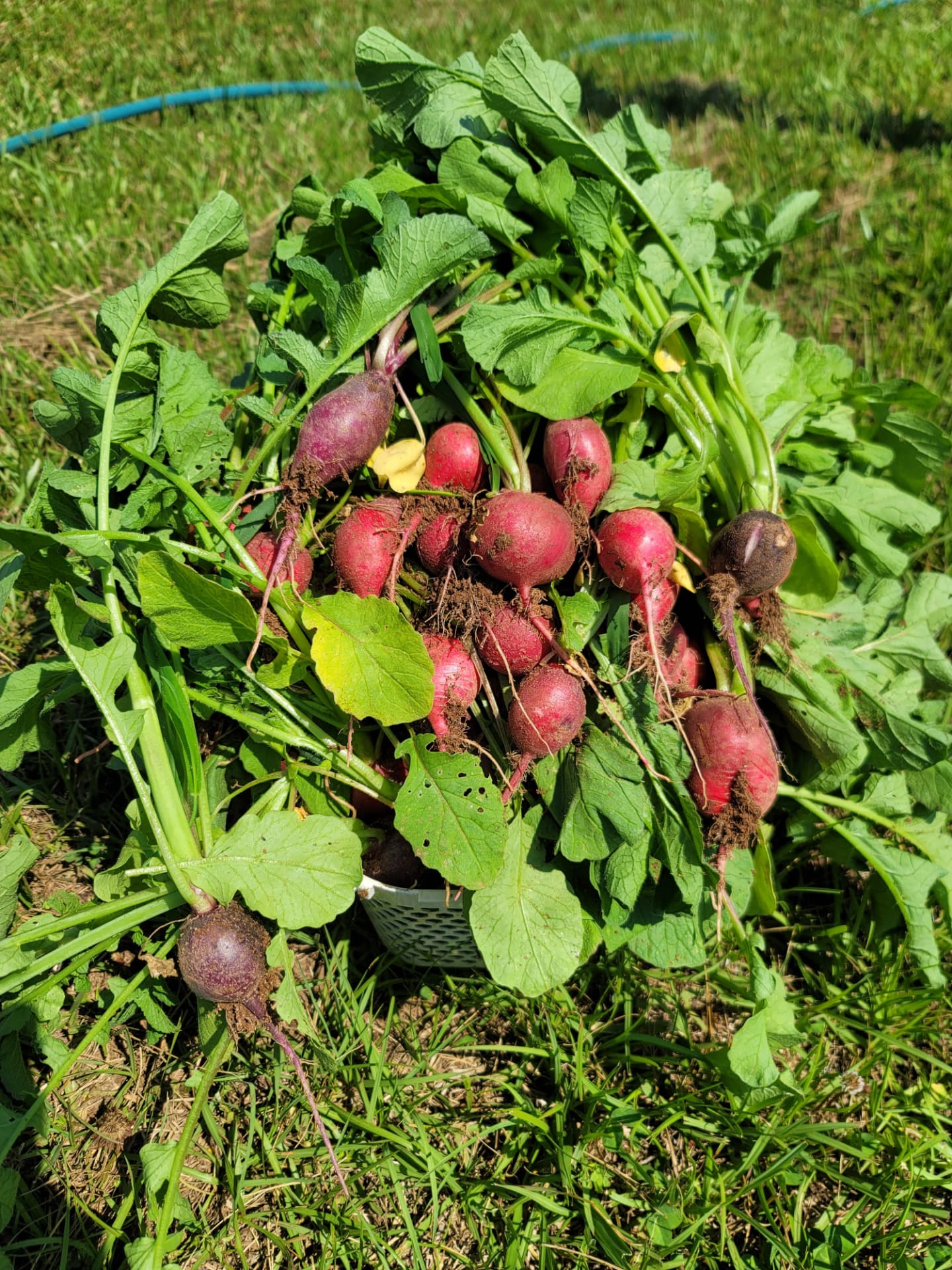 Fresh radishes harvested from the farm garden