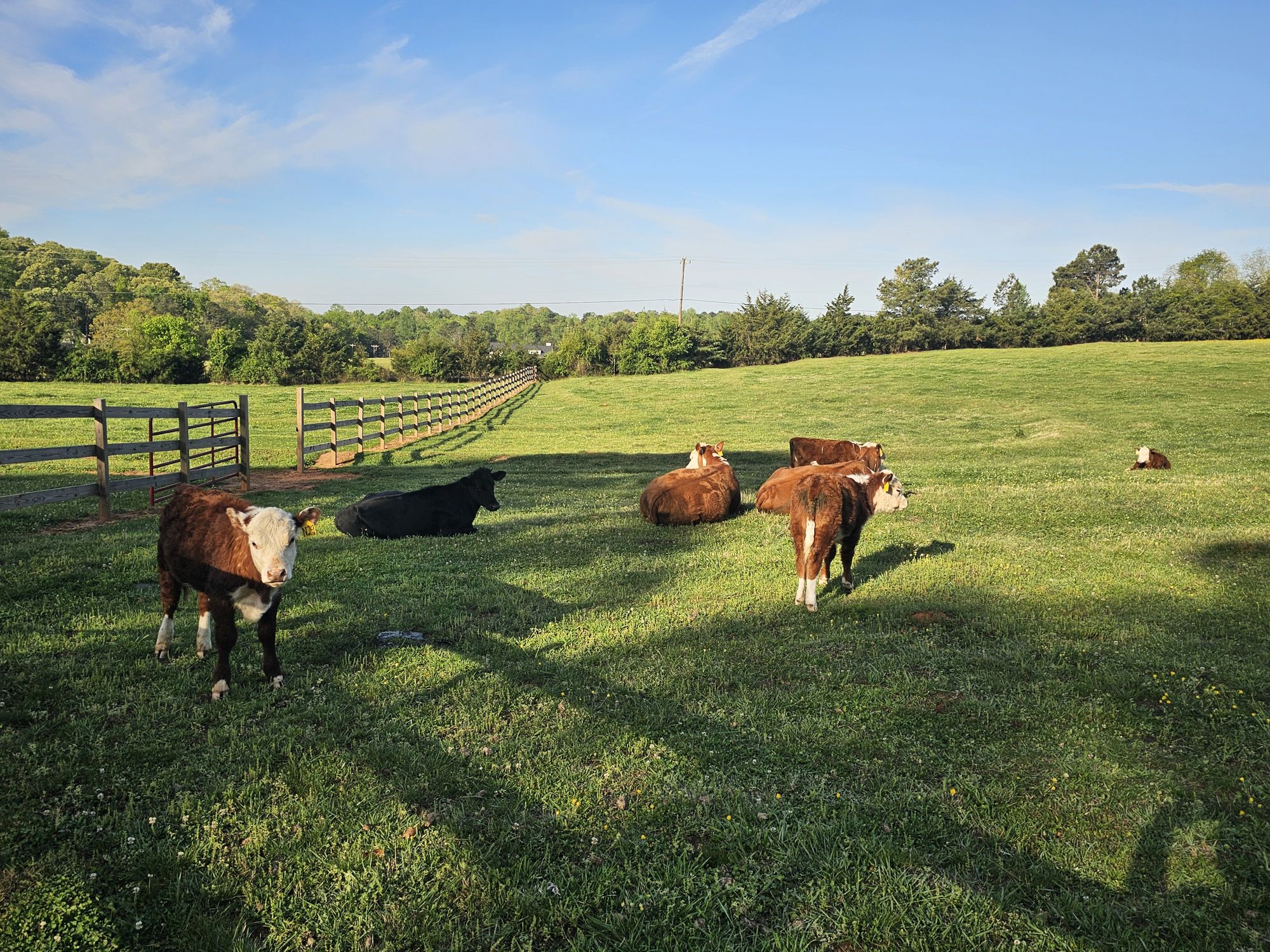 Cattle grazing in the morning sun beside the pasture fence